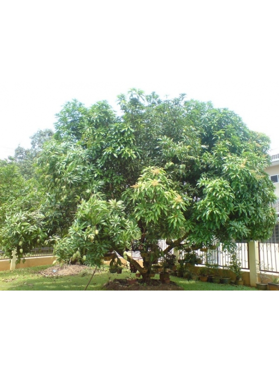 Mango > Karuttha Kolamban (Mangifera Indica)